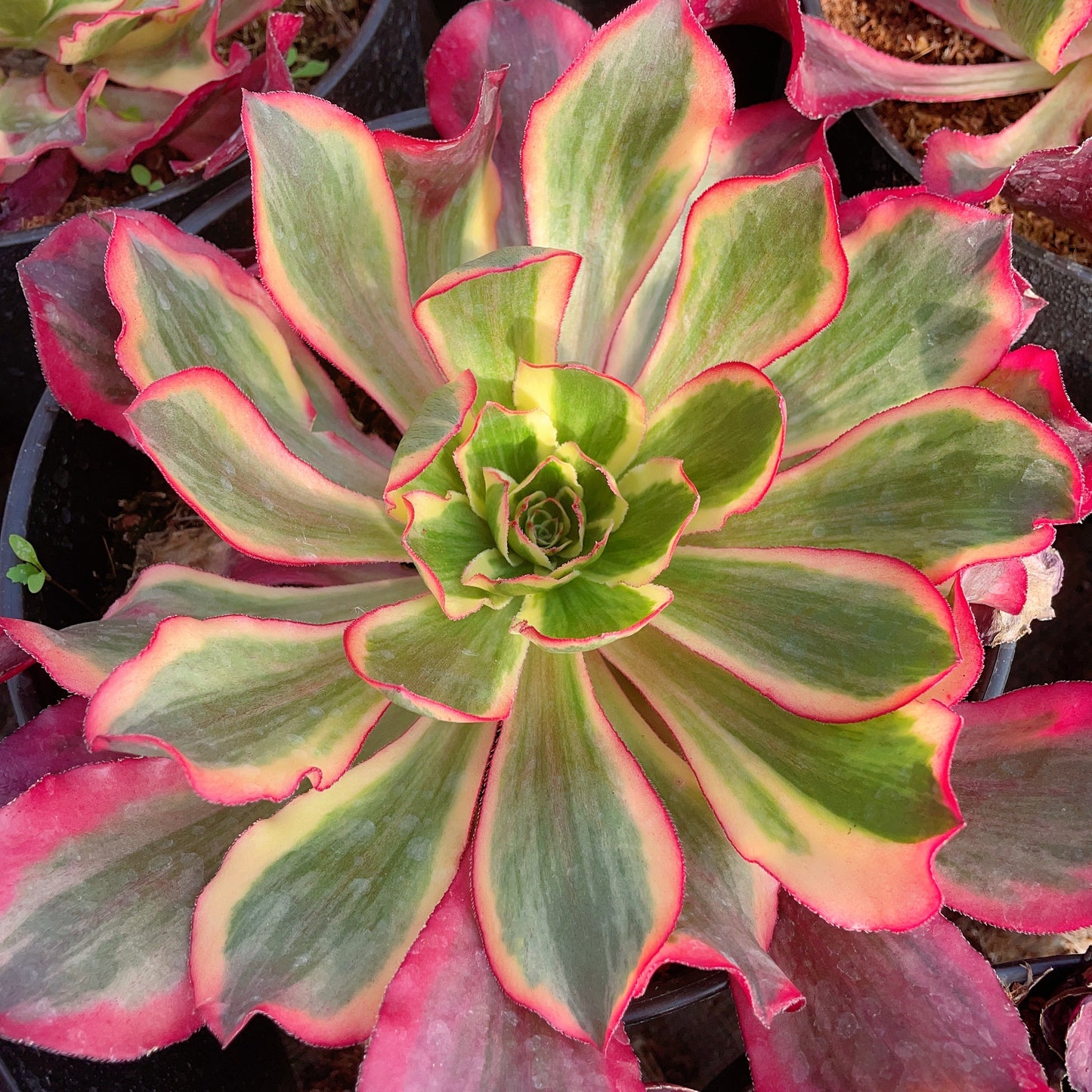 魅影 Aeonium Phantom,Single Head With Root 20cm